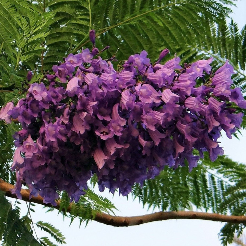 Sementes de Jacaranda mimosifolia ou Jacarandá mimoso