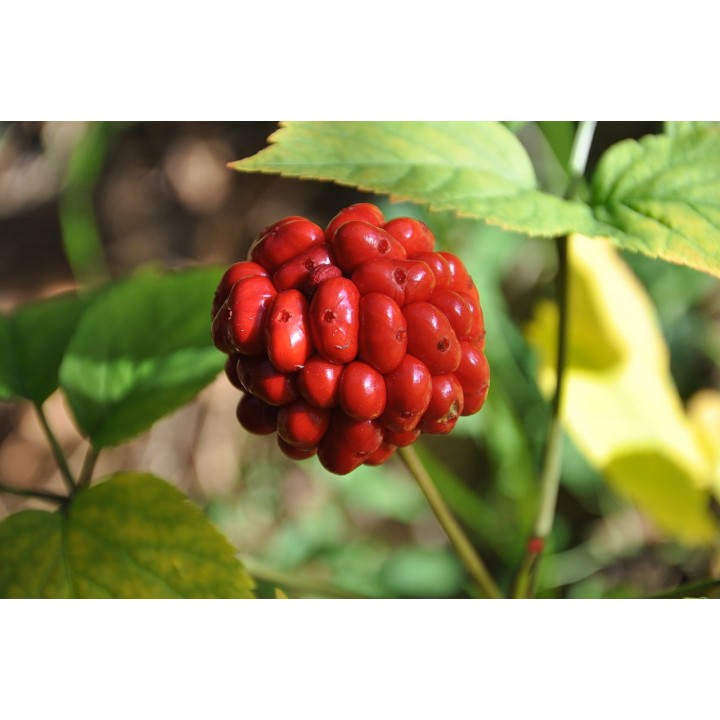 Ginseng sementes