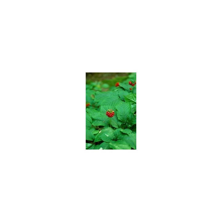 Compre Sementes de Panax Ginseng | Planta Medicinal e Revitalizante