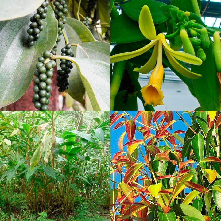plantas de la ruta de las especias plantas raras