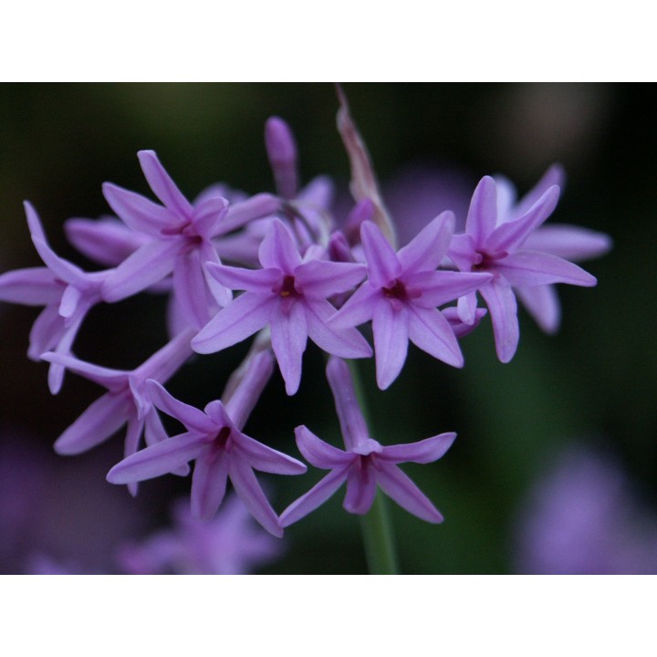 semillas de tubalgia ajo silvestre tulbaghia violacea aromática