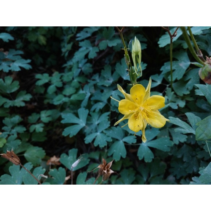 Aquilegia amarilla - Sobre 