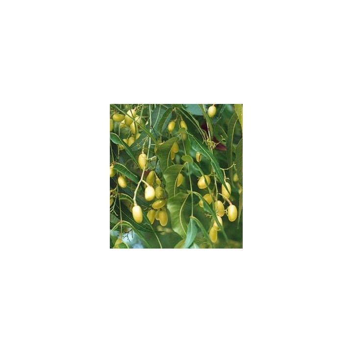 Árbol del Neem - Sobre 10 semillas
