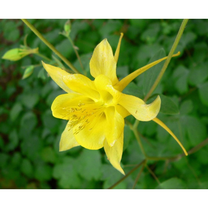 Sementes de Aquilegia amarela (Aquilegia chrysantha) flor aromática