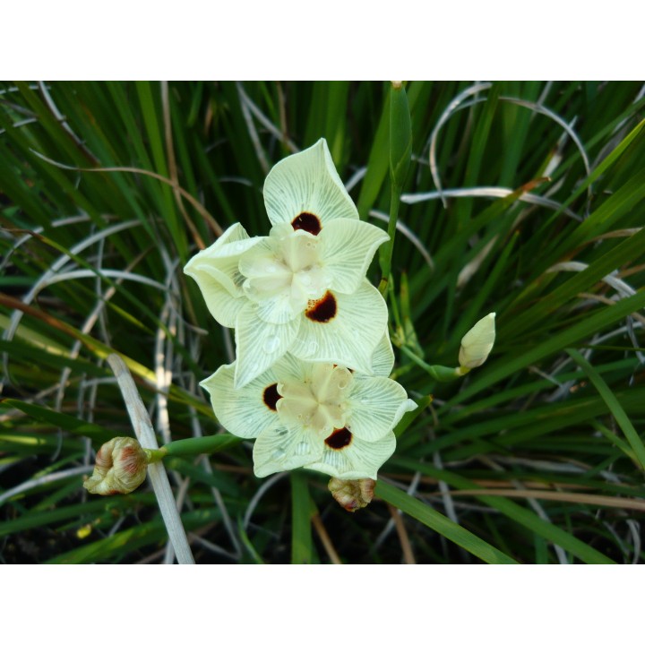 semillas de dietes bicolor flor blanca rizoma perenne