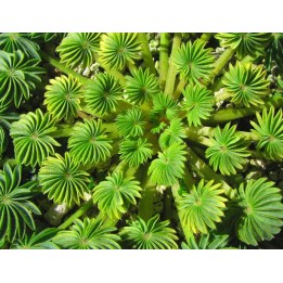 Oxalis palmifrons - 1 Bulbo