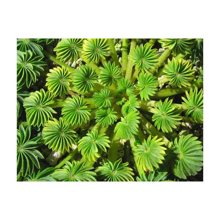 Oxalis palmifrons - 1 Bulbo