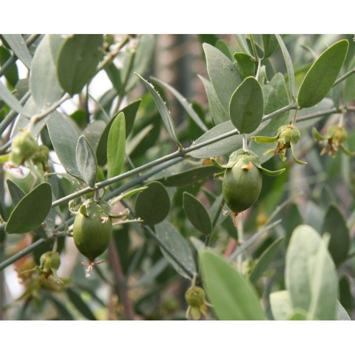 planta de jojoba Simmondsia chinensis aceite cera líquida medicinal