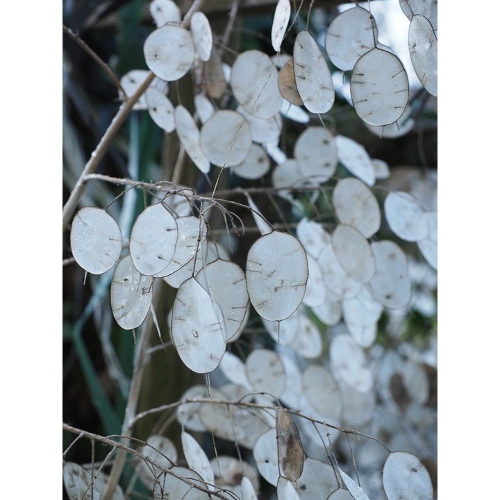Sementes de lunaria, lunaria annua, flor da lua prateada