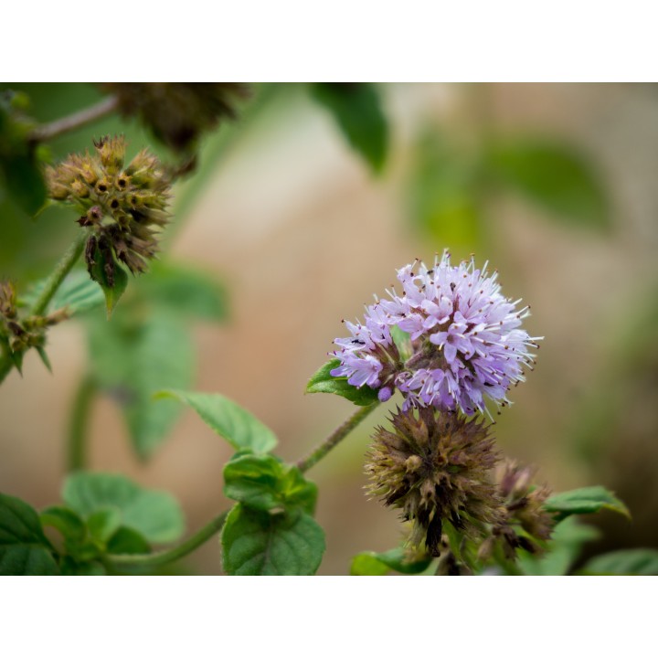 Sementes de hortelã de água (Mentha aquatica) menta aromática, olorosa e culinaria