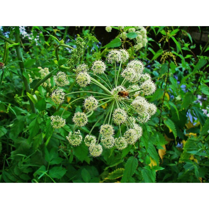 Sementes de Angélica (angelica archangelica) ou erva do espírito santo