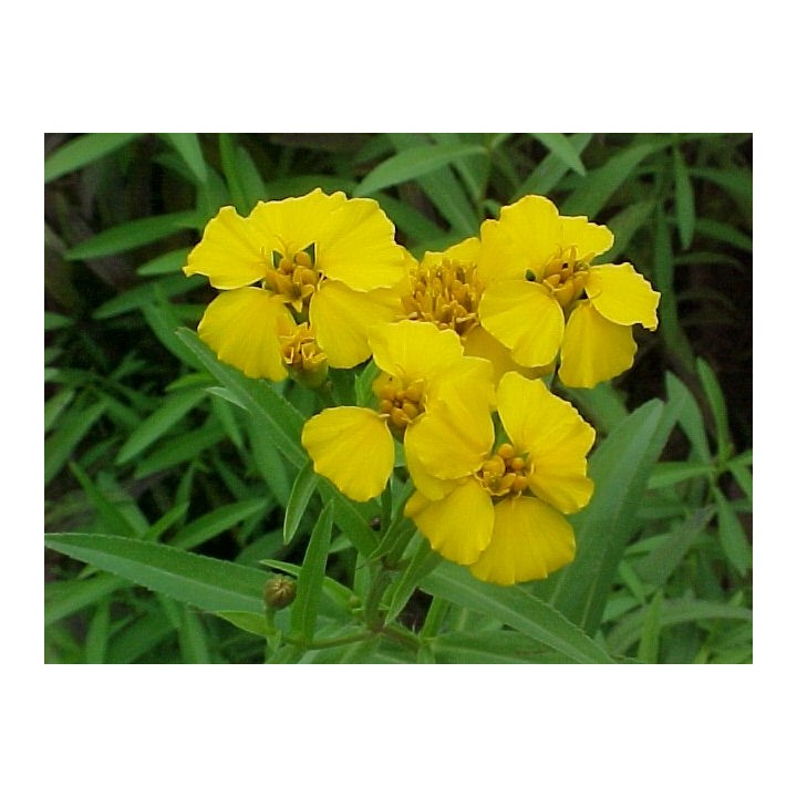 Sementes de Tagetes lucida para plantar