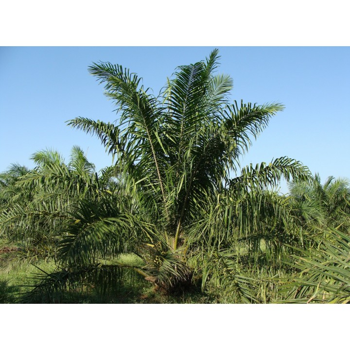 semillas de palma de aceite Elaeis guineensis palmera perenne tropical