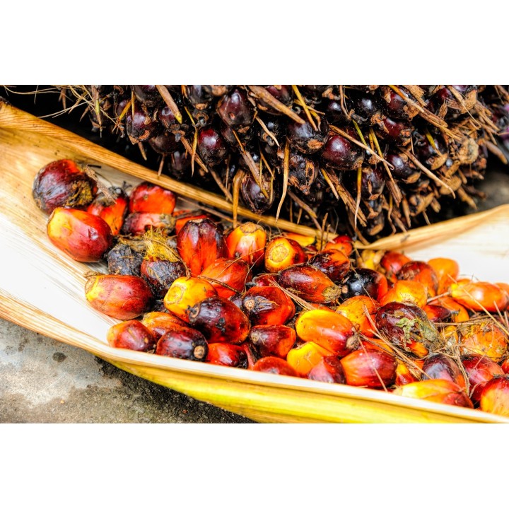 semillas de palma de aceite Elaeis guineensis palmera perenne tropical