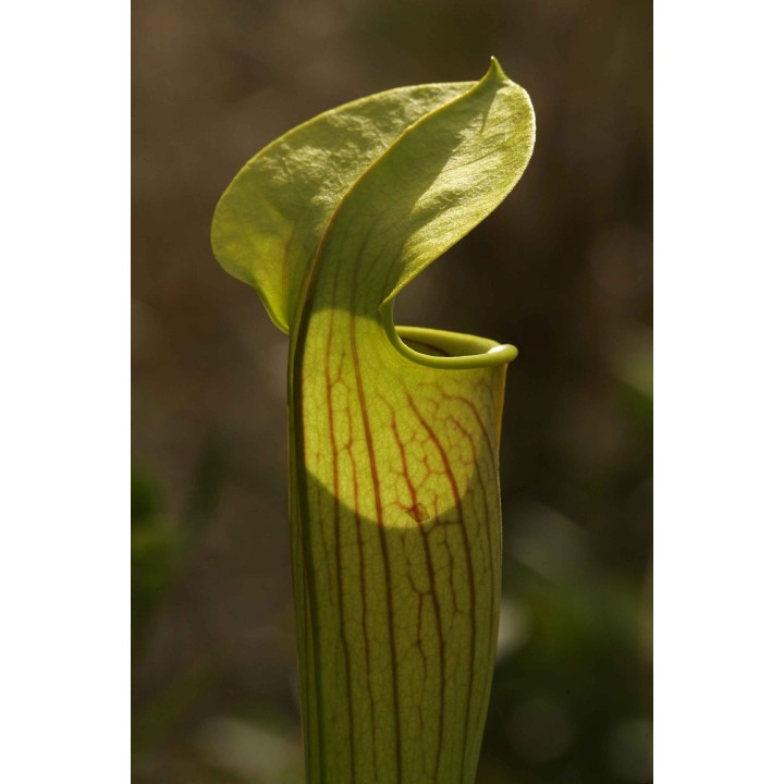 semillas de sarracenia flava variedad flava planta carnivora insectos