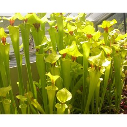 semillas de sarracenia flava variedad flava planta carnivora insectos