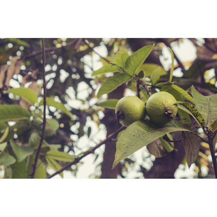 Sementes de Goiaba (Psidium guajava) ou Guava, perulera fruto comestível rosa