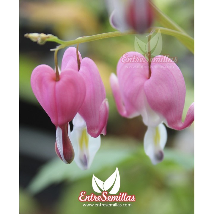 Sementes de Dicentra spectabilis rosa (Dicentra spectabilis ou Lamprocapnos) Comprar coração sangrento en semente