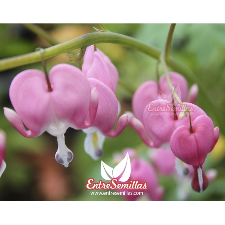 Sementes de Dicentra spectabilis rosa (Dicentra spectabilis ou Lamprocapnos) Comprar coração sangrento en semente