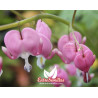 Dicentra spectabilis rosa - 10 sementes