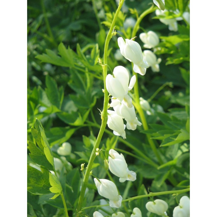 Sementes de Dicentra spectabilis branca, flor do coração (Dicentra spectabilis alba) lamprocapno branco