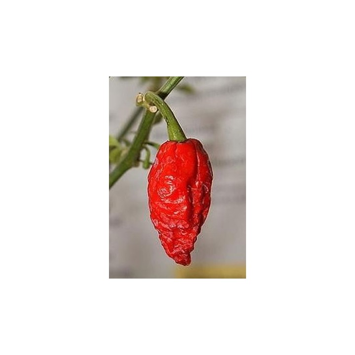 Pimiento Bhut Jolokia / Naga Jolokia