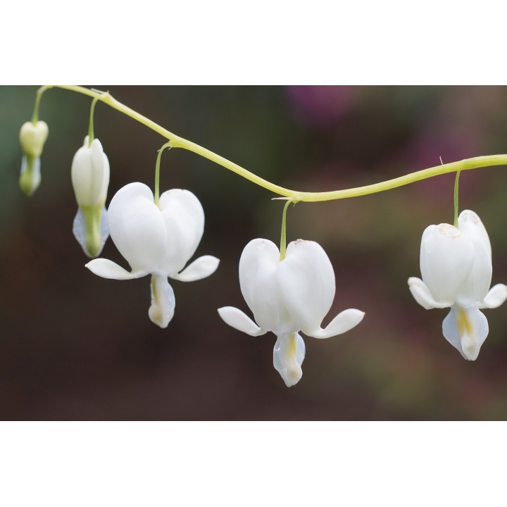 Sementes de Dicentra spectabilis branca, flor do coração (Dicentra spectabilis alba) lamprocapno branco
