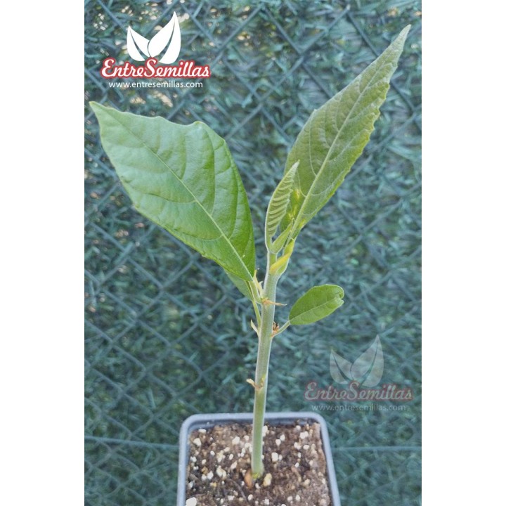 planta de arbol del pan artocarpus altilis frutipan comestible fruto