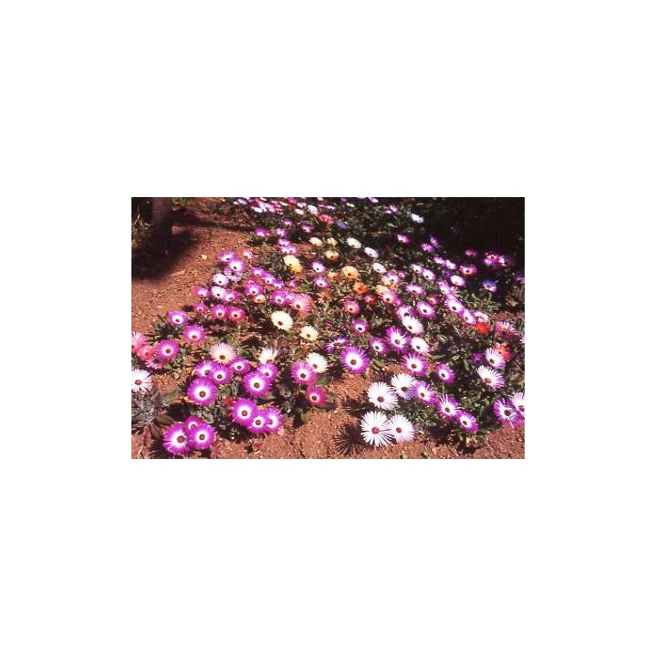 Dorotheanthus bellidiformis sementes