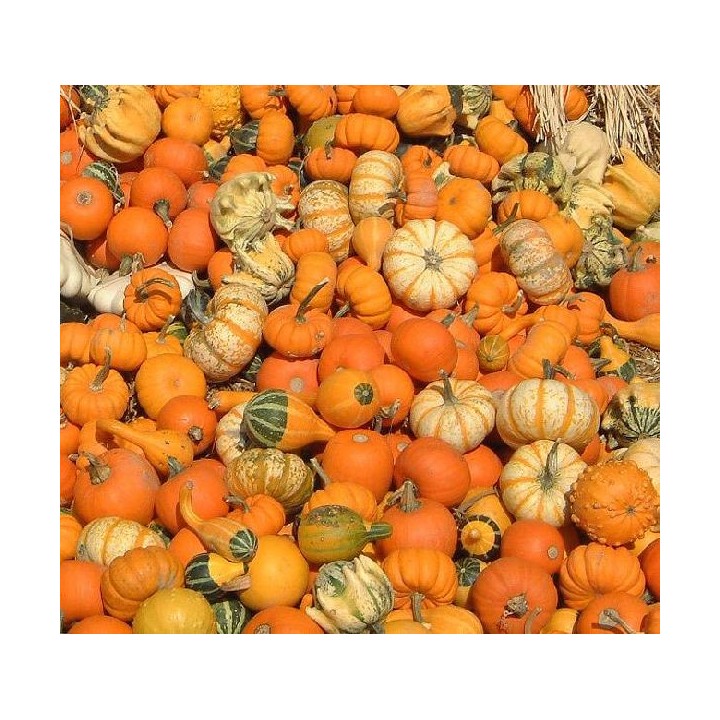 Calabacitas de adorno