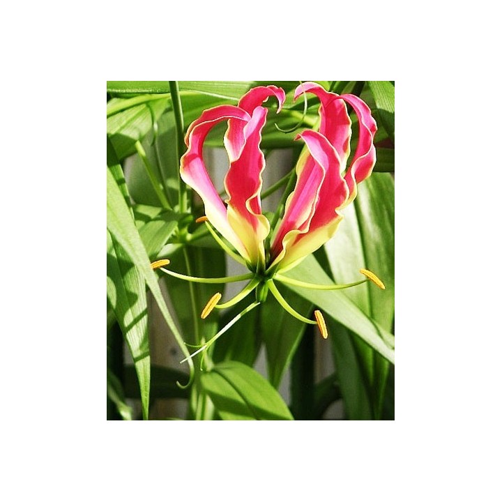Gloriosa Rothschildiana