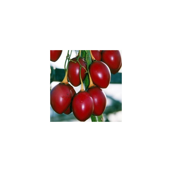 Tamarillo / Árbol del tomate