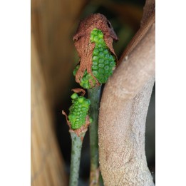 bulbos de arisaema consanguineum lirio cobra himalaya exotica rara