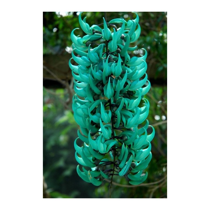 Jade - 1 planta