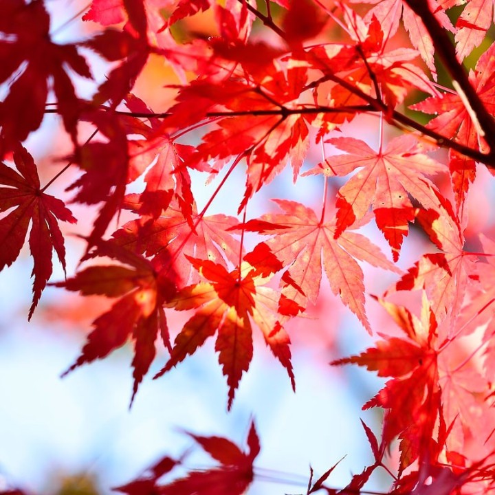 Bordo-japonês, Atropurpureum - Planta