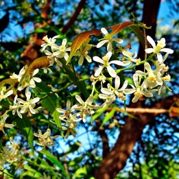 Neem - Planta