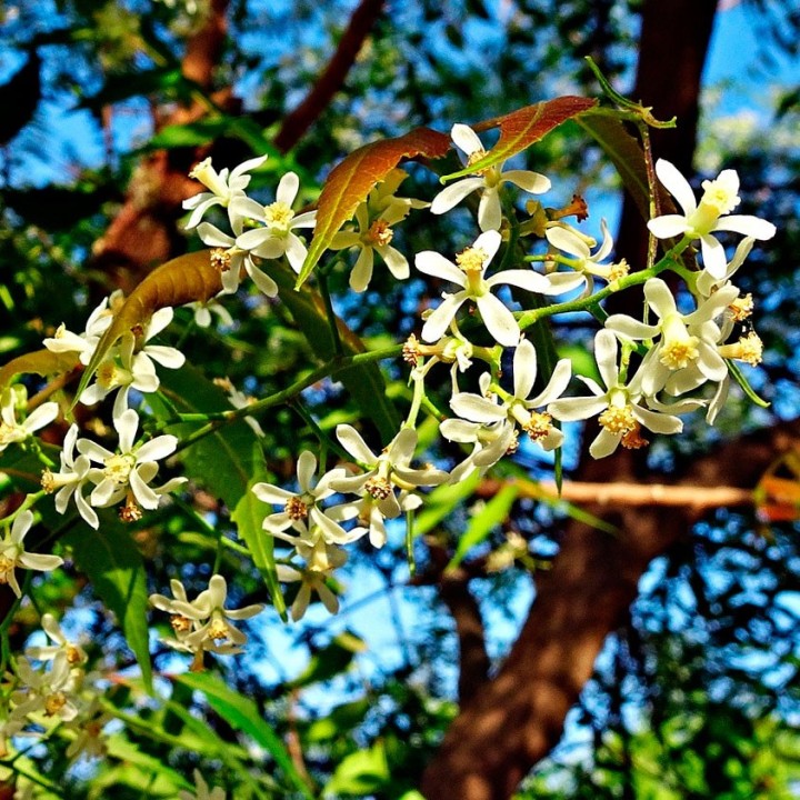 Neem - Planta