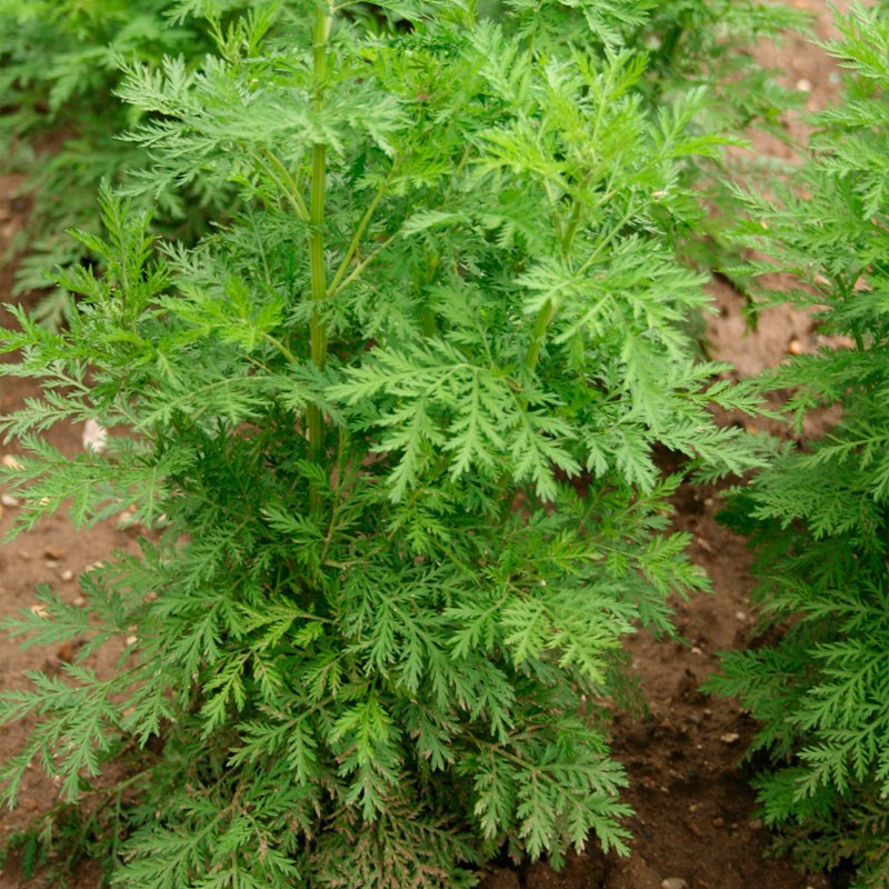 Artemisia annua - planta