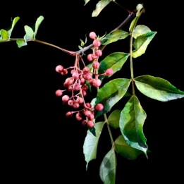 Pimenta de Sichuan - planta