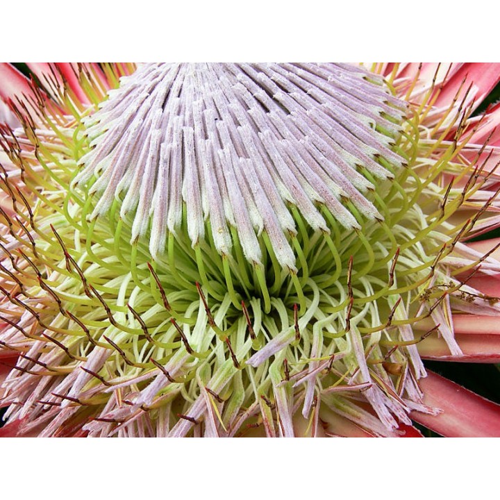 planta de Protea cynaroides flor en verano planta sudafrica