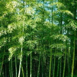 Bambu moso - Sementes
