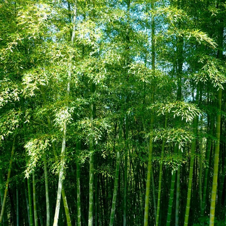 Bambu moso - Sementes