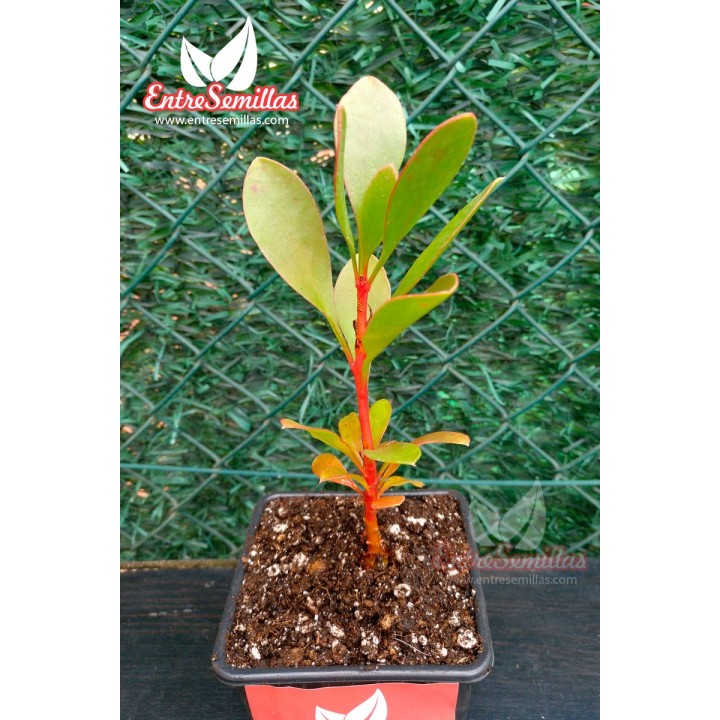 Protea cynaroides planta real