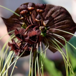 Tacca chantrieri - Sementes