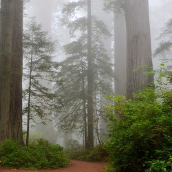 Sequoya gigante semillas