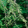 Metasequoia - 25 sementes