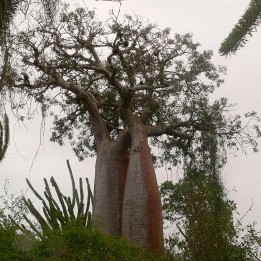 Baobab rubrostipa Sementes