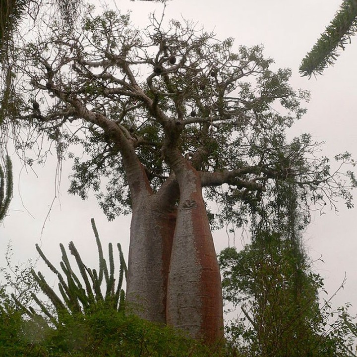 Baobab rubrostipa Sementes