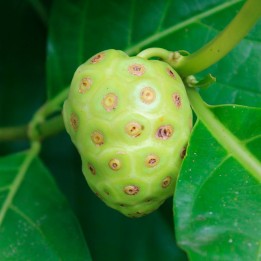 Noni - Sementes