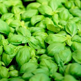 Albahaca Folha larga (Genovesa) sementes